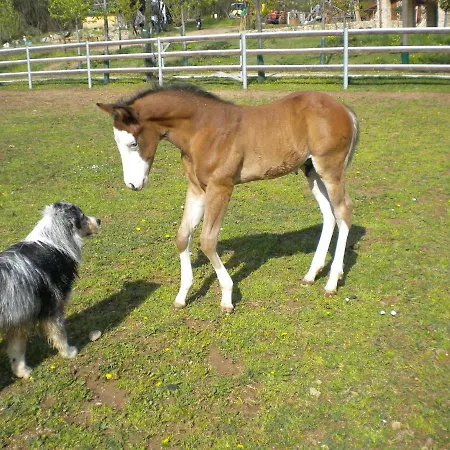 Gospodarstwo agroturystyczne Pietra Cavalla - Ranch &