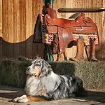 Pietra Cavalla - Ranch & Farma Polpenazze del Garda
