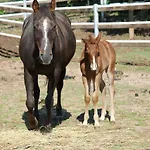 Pietra Cavalla - Ranch & Polpenazze del Garda