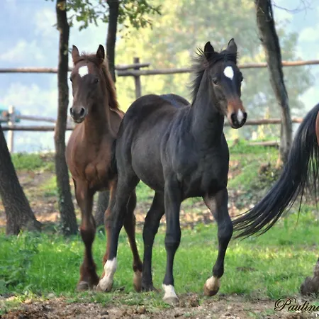 Vakantieboerderij Pietra Cavalla - Ranch & Polpenazze del Garda