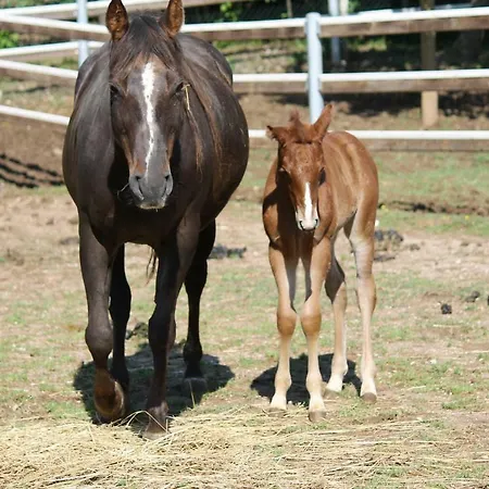 Pietra Cavalla - Ranch & 波尔佩纳泽德尔加尔达